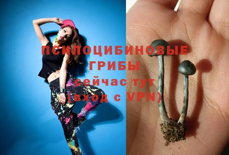 Галлюциногенные грибы Psilocybine cubensis  ссылка на мегу   Касимов  купить наркотик 